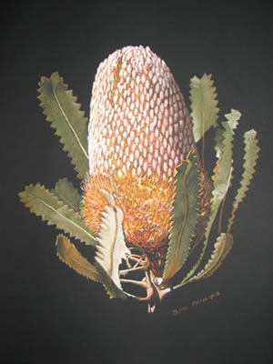 Acorn Banksia